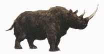 rhinoceros etruscus 